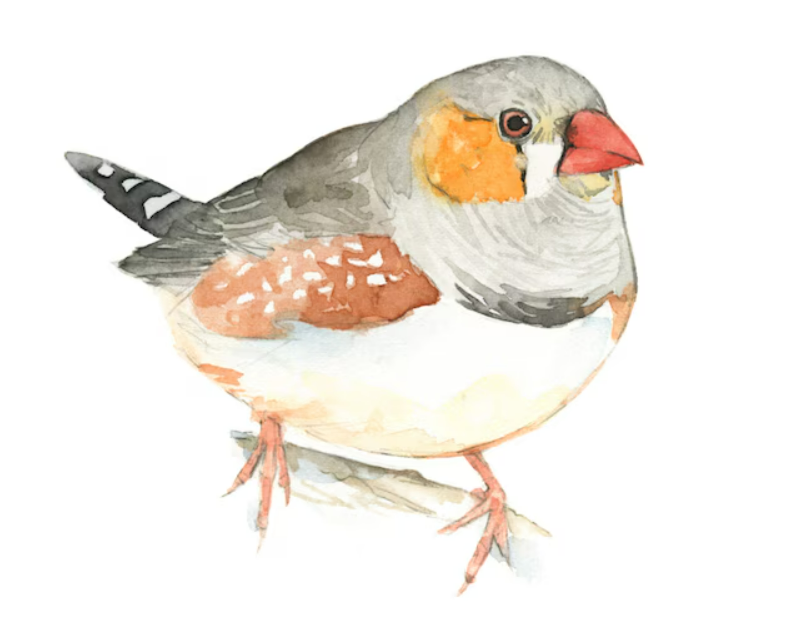 Zebra Finch watercolor painting