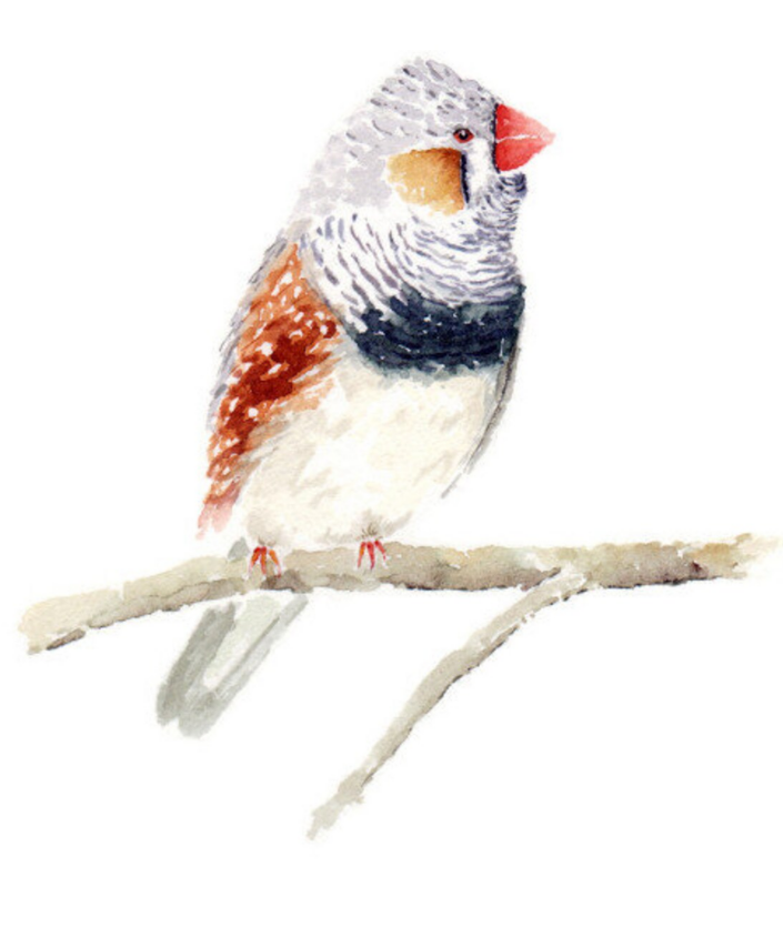 Zebra Finch original watercolor painting