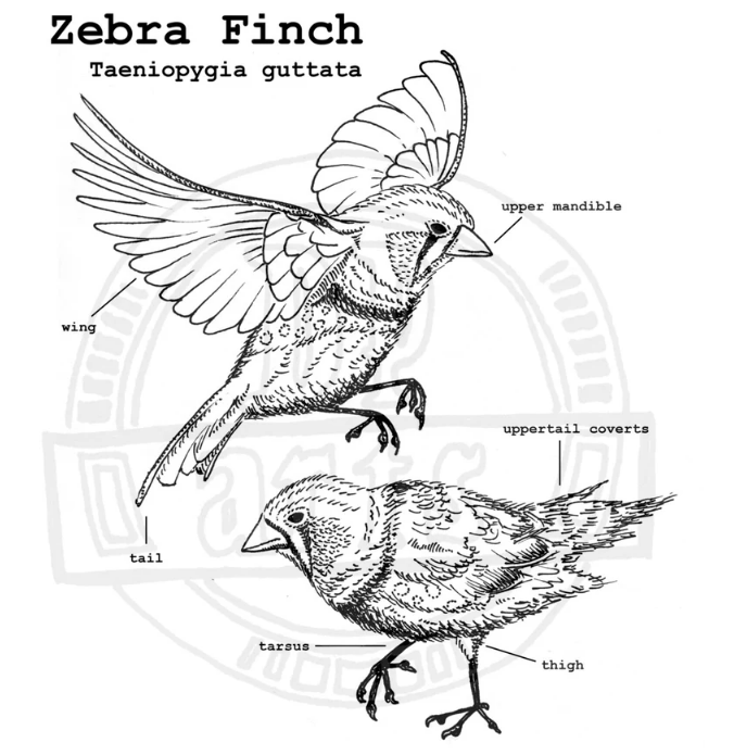 Zebra Finch Taeniopgygia Guttata ink drawing