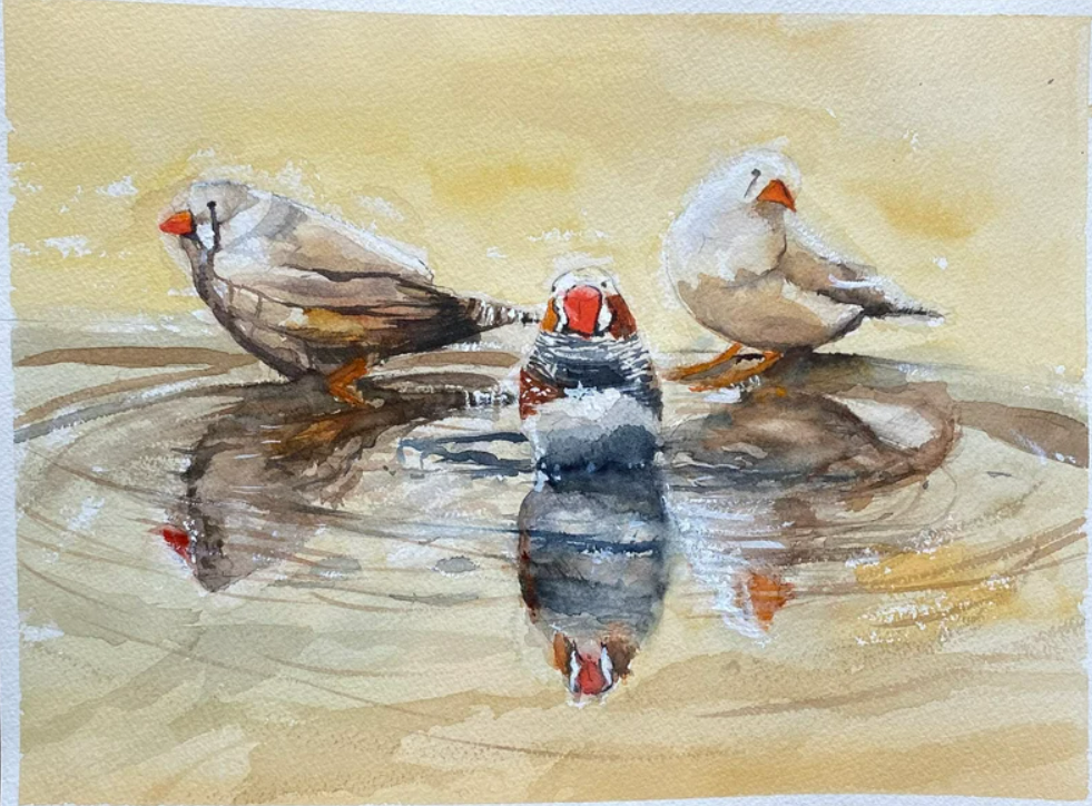 Three zebra finches in a puddle