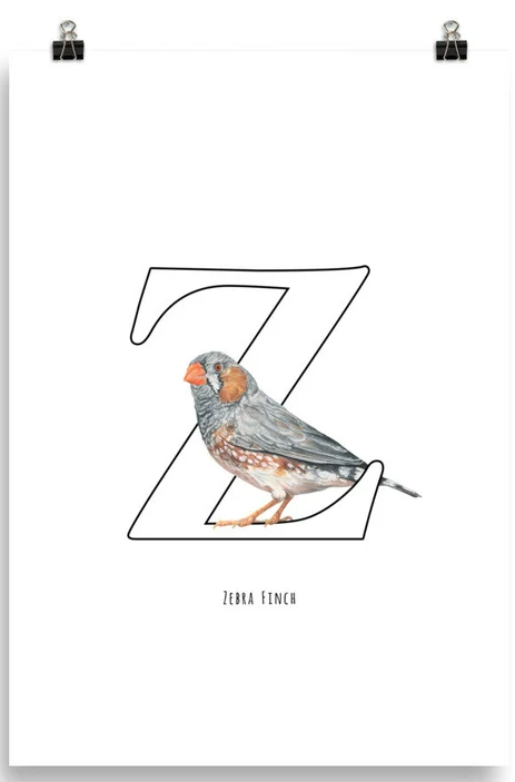 Zebra Finch 'Z' Poster